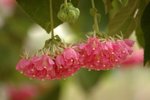 吊芙蓉