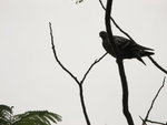 IMG_3650