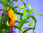 IMG_3666