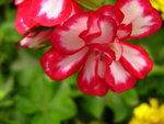 IMG_3684