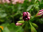 IMG_3718
