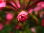 IMG_3733