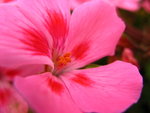 IMG_3734