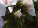 IMG_3740