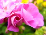 IMG_3760