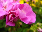 IMG_3761