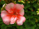 IMG_3771