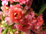 IMG_3838