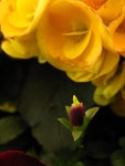 IMG_3864