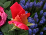 IMG_3899