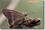 重新調整尺寸精靈-525a