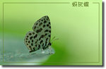 重新調整尺寸精靈-533a