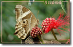 重新調整尺寸精靈-604