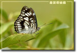 重新調整尺寸精靈-689