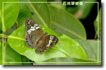 重新調整尺寸精靈-551