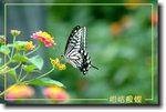 重新調整尺寸精靈-528