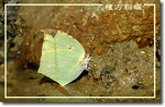 重新調整尺寸精靈-623