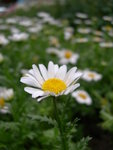 DSCN3655