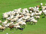 DAY 3 - 萬羊奔騰