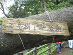 DAY 2 - 陽明山的百年老樹