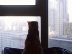 P1290067 window cat
