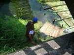 Fish got in the pond