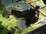 He jumped down and blocked the pond with the bamboo ferula
