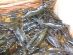 Caught so much shrimps