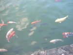 Fish pond @台糖公司