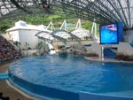Dolphin show