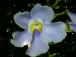 very beautiful flowers