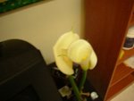 DSCN2455