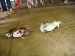 Cock fighting