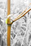 bamboo7