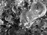 iceongrass3
