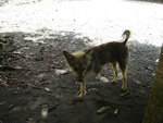 The travel breaks off the dog of the feet