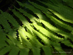 DSC08886