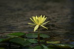 IMG_1336