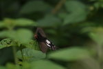 IMG_1248