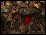 IMG_2752_2_resize1