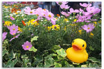 IMG_6081_resize