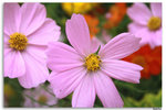 IMG_6072_resize