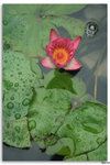 IMG_6090_resize