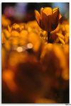 IMG_6229_resize