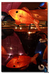 IMG_1649_resize