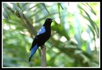 Asian Fairy Bluebird 和平鳥