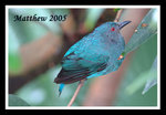 Asian Fairy Bluebird 和平鳥(雌)03