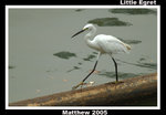 Little Egret 小白鷺
