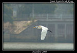 Great Egret 大白鷺
