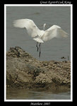 Great Egret 大白鷺